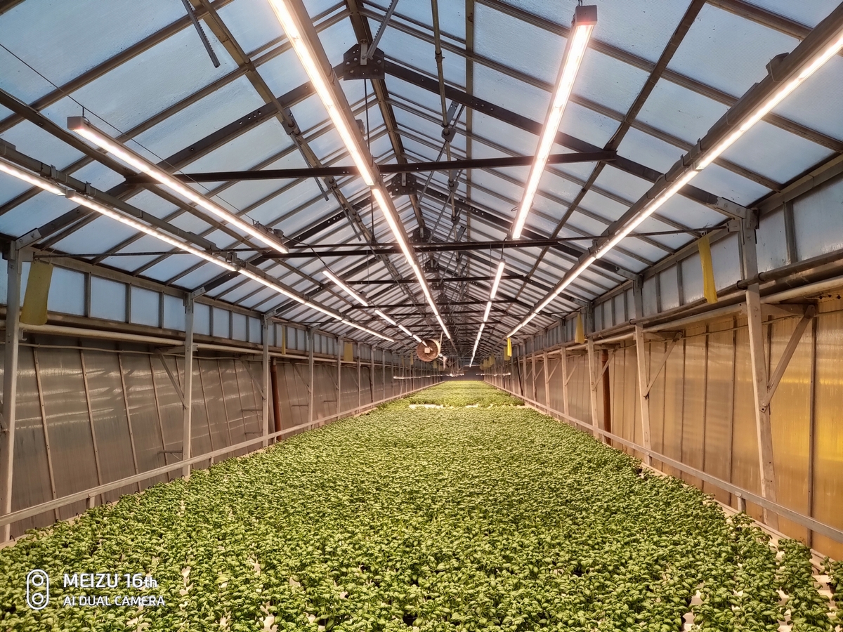 Osvetlenie pre rastliny - Profesionálna lampa pre rastliny 150W Lumilita